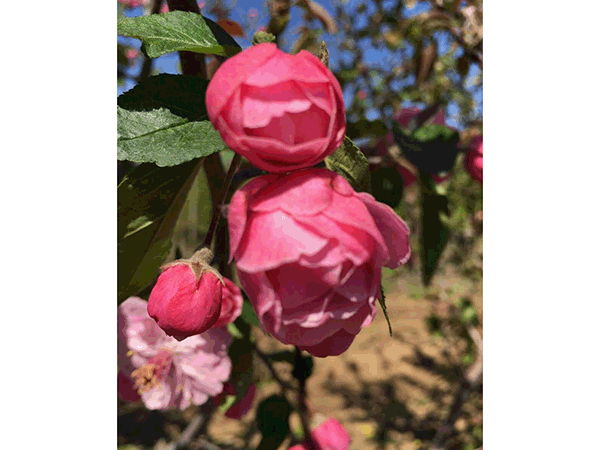 玫瑰海棠
