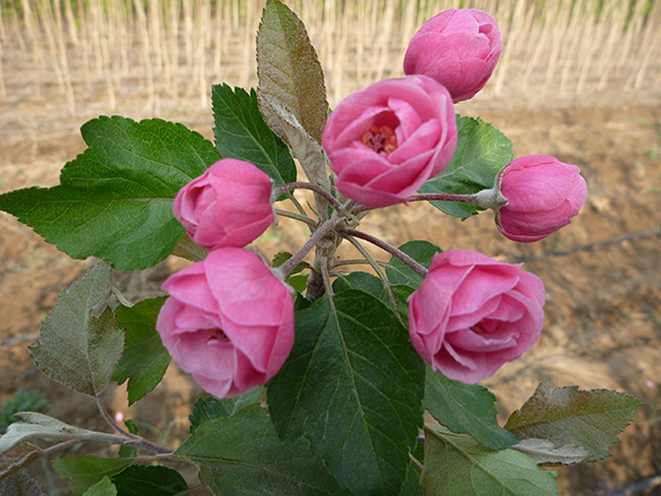 玫瑰海棠-含苞待放